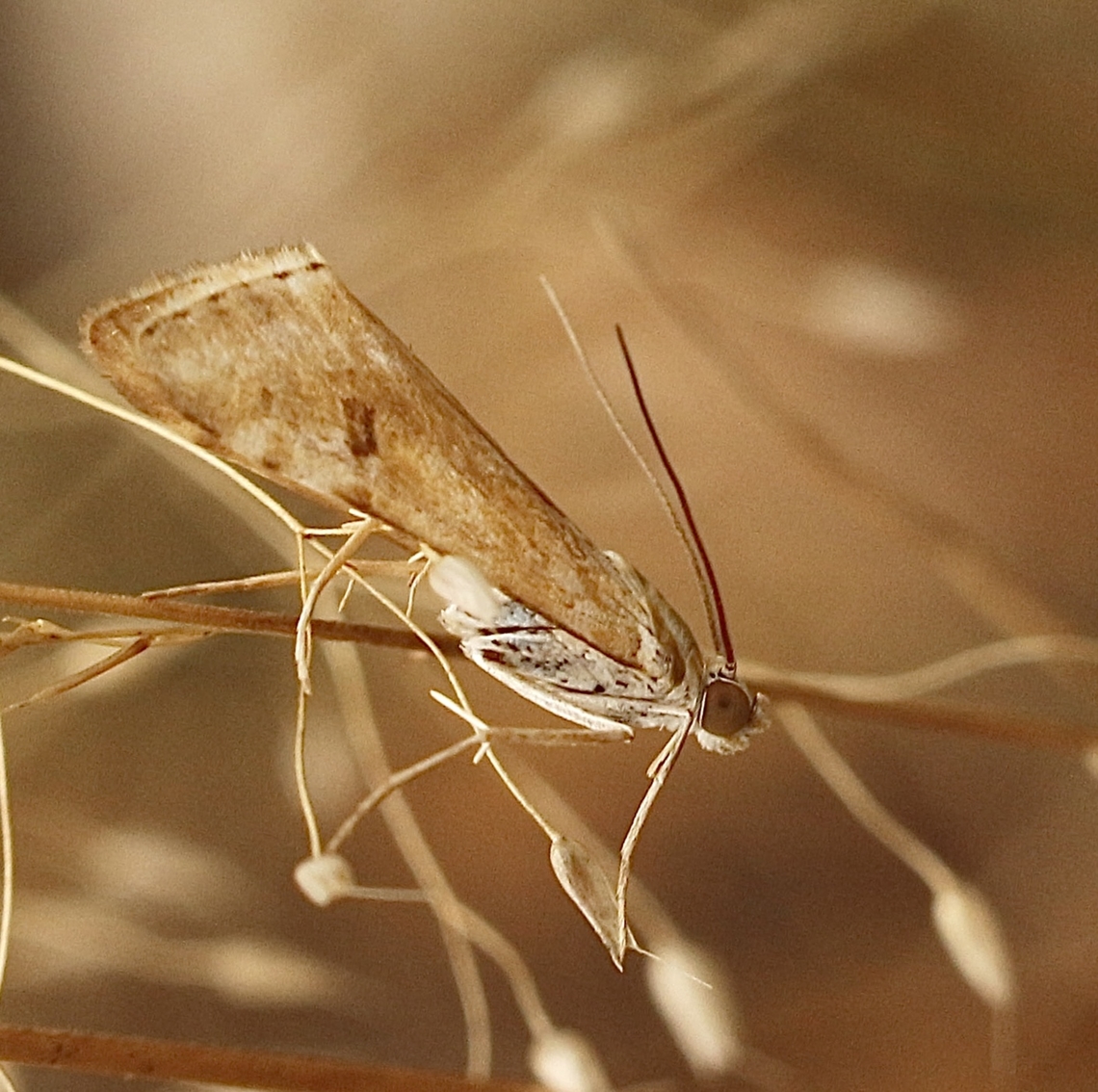 Cabbage Centre Grub - Hellula hydralis  Australia,Cabbage Centre Grub,Eamw moth,Geotagged,Hellula ew,Hellula hydralis,Summer