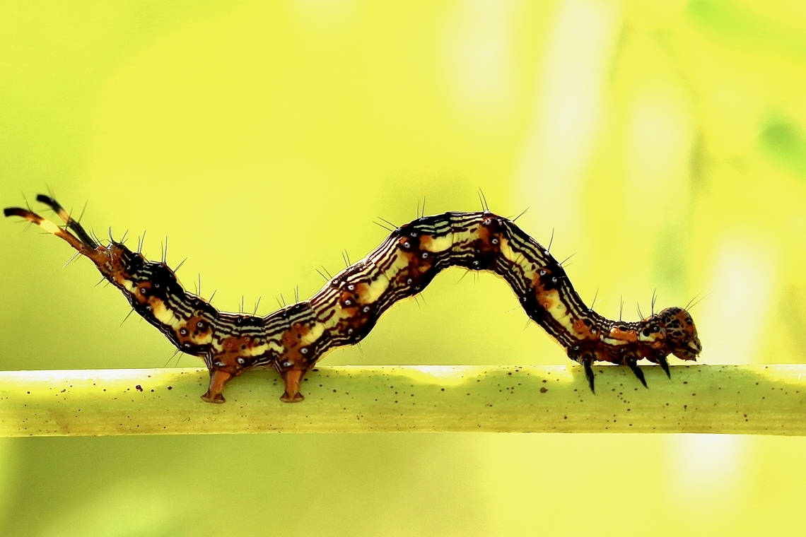 Pale - edged Selena’s. - Selenisa sueroides  Eamw caterpillars,Geotagged,Pale-edged Selenisa,Selenisa sueroides,Summer,United States