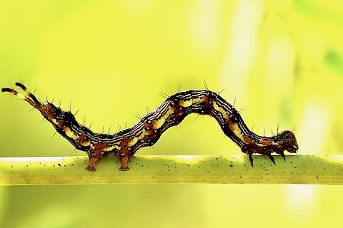 Pale - edged Selena&rsquo;s. - Selenisa sueroides  Eamw caterpillars,Geotagged,Pale-edged Selenisa,Selenisa sueroides,Summer,United States