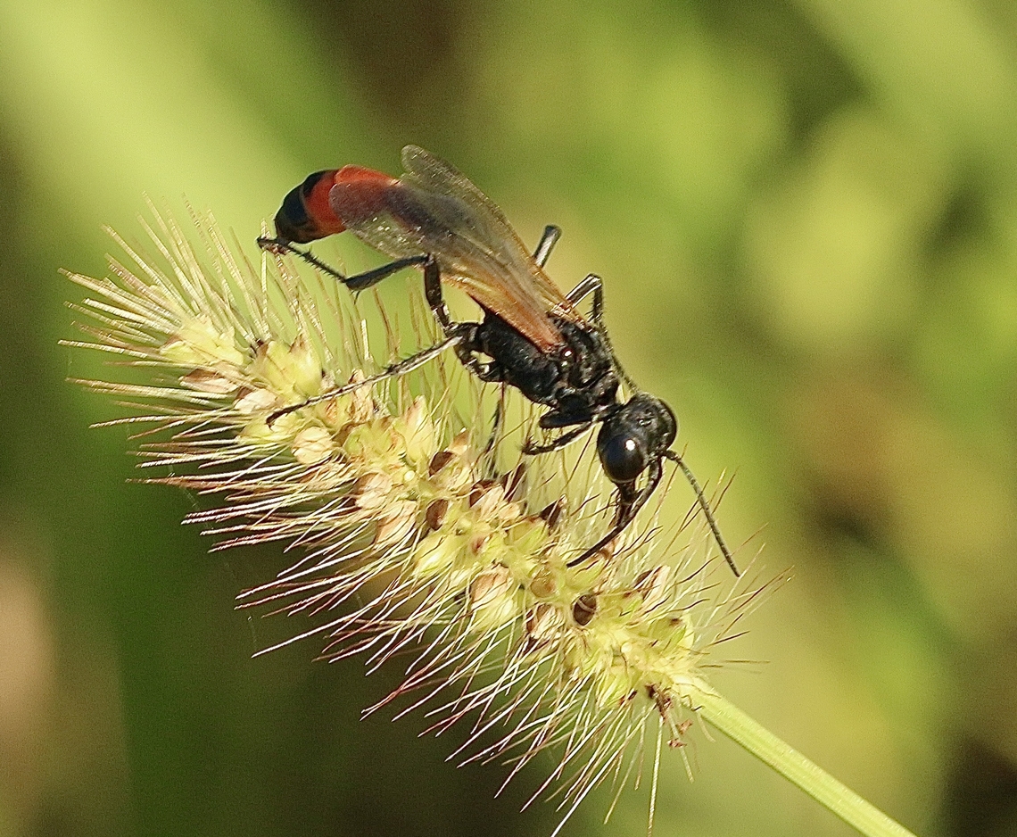 Thread-wasted wasp - Ammophila fernaldi  Ammophila fernaldi,Eamw wasps,Geotagged,Summer,United States