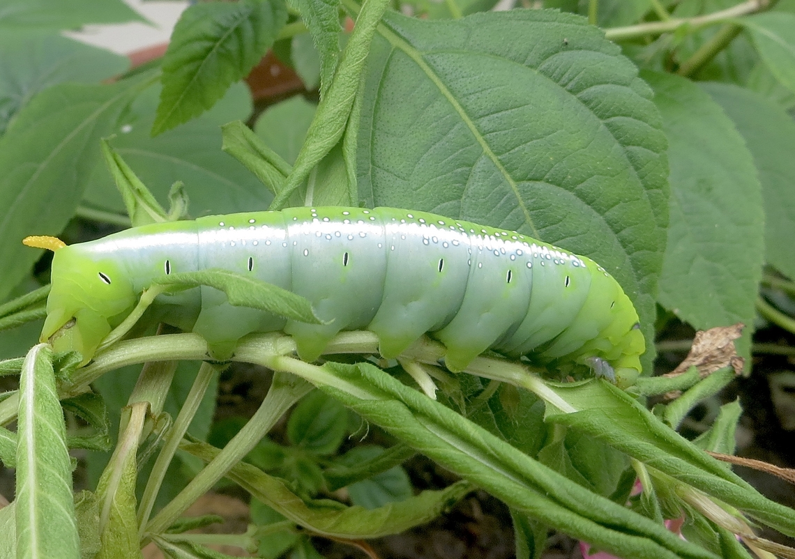 Oleander Hawkmoth - Daphnis nerii                                 Daphnis nerii,Eamw caterpillars,Geotagged,Oleander hawk-moth,Spring,Vietnam
