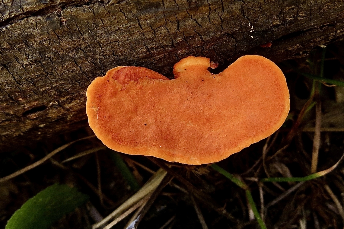 Cinnabar Bracket - Trametes sanguinea                                 Eamw fungi,Geotagged,Pycnoporus sanguineus,Spring,Vietnam