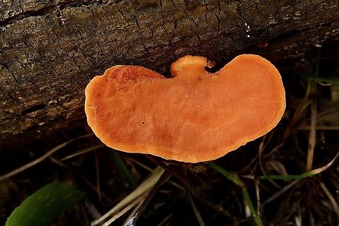 Cinnabar Bracket - Trametes sanguinea                                 Eamw fungi,Geotagged,Pycnoporus sanguineus,Spring,Vietnam