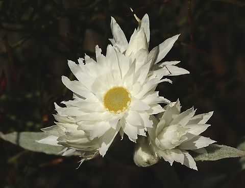 Woolly Everlasting - Argentipallium blandowskianum  Argentipallium blandowskianum,Australia,Eamw flora,Geotagged,Spring,Woolly Everlasting