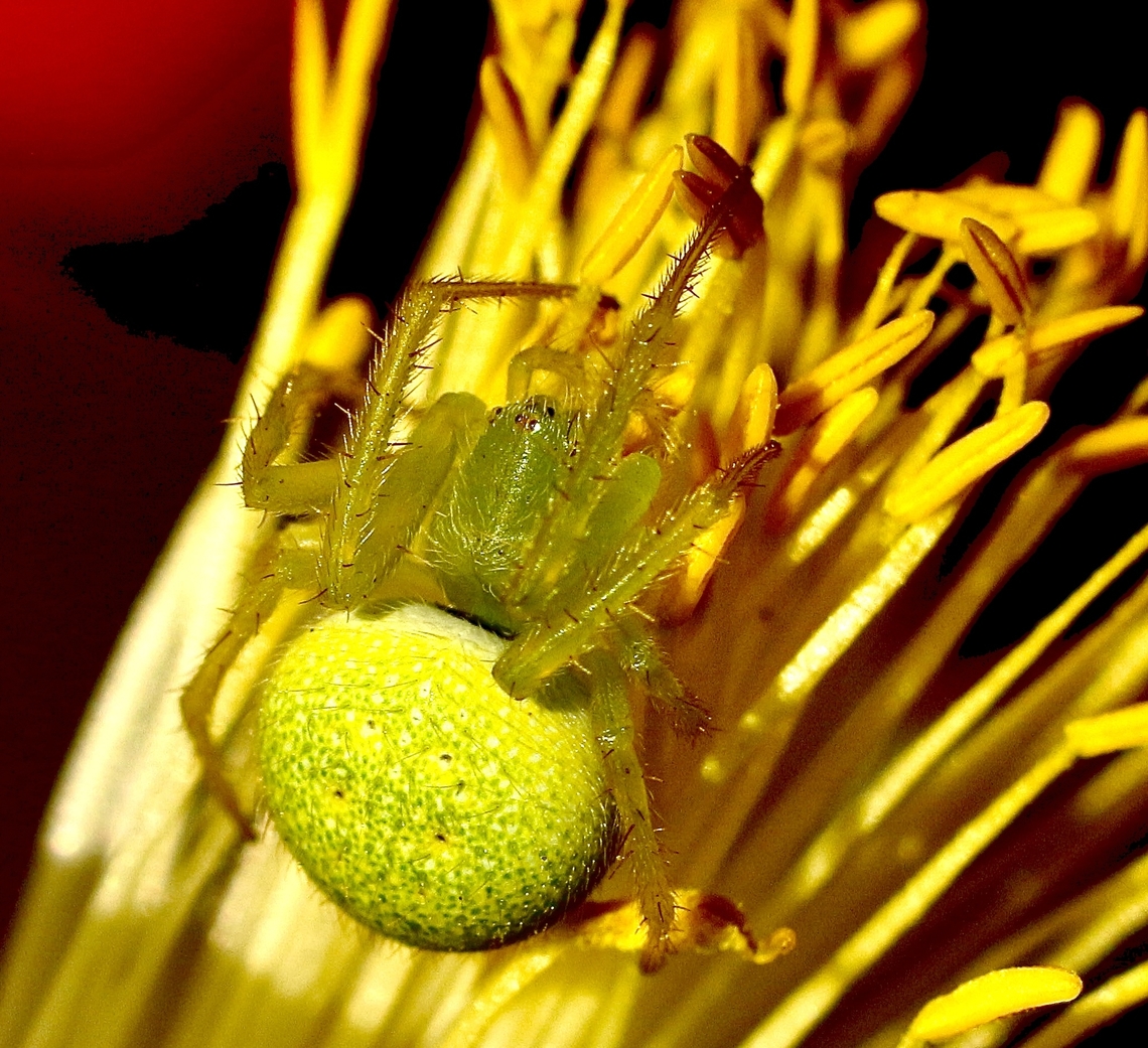 Speckled Orbweaver - Araneus circulissparsus  Araneus circulissparsus,Australia,Eamw spiders,Geotagged,Speckled Orbweaver,Spring