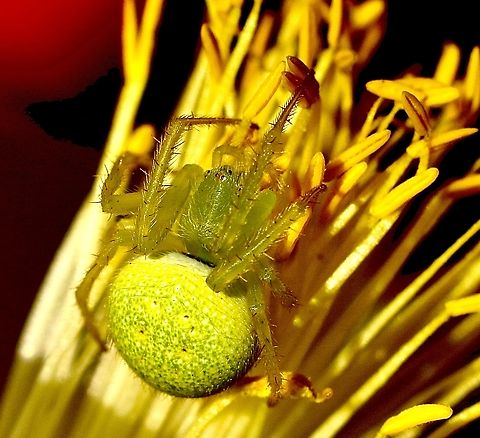 Speckled Orbweaver - Araneus circulissparsus  Araneus circulissparsus,Australia,Eamw spiders,Geotagged,Speckled Orbweaver,Spring