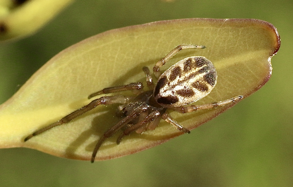 Leaf-curling Spider - Phonognatha graeffei  Australia,Eamw spiders,Geotagged,Leaf-curling Spider,Phonognatha graeffei,Spring