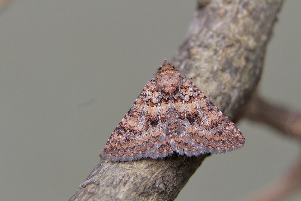 Moth species - Praxis marmarinopa Found on wall of public building in a small park Aug 2024,Eamw moth,Praxis marmarinopa,SA AUST,Victor Harbor,eamw Noctuid