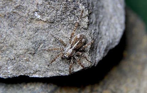 Wolf Spider - Genus Artoriinae Found in garden Australia,Eamw spiders,Eamw wolf spiders,Geotagged,Winter