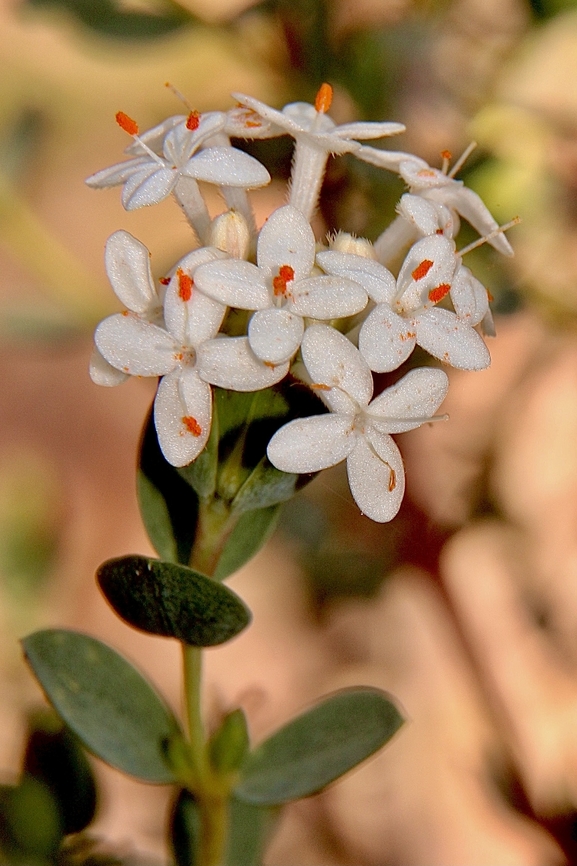 Common riceflower - Pimelea humilis  Australia,Common riceflower,Eamw flora,Geotagged,Pimelea humilis,Winter