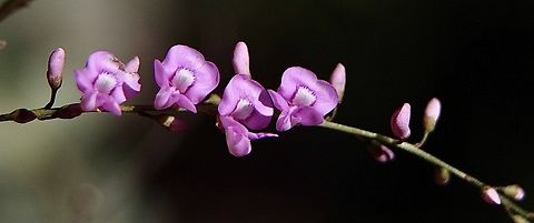 Australian Indigo - Indigofera australis  Australia,Australian Indigo,Eamw flora,Geotagged,Indigofera australis,Winter