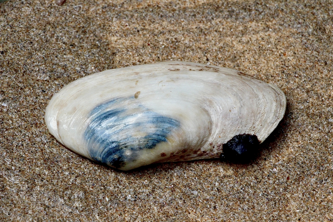 Otter-Shell  Lutraria rhynchaena Lutraria rhynchaena is a native and endemic species of otter-shell that lives subtidally in sand and mud in southeastern Australia. It is local and uncommon in Tasmanian waters, where it is restricted to the N coast and Bass Strait islands.<br />
<a href="https://molluscsoftasmania.org.au/project/lutraria-rhynchaena/" rel="nofollow">https://molluscsoftasmania.org.au/project/lutraria-rhynchaena/</a> Australia,Geotagged,Lutraria rhynchaena,Winter,eamw marine invertebrates
