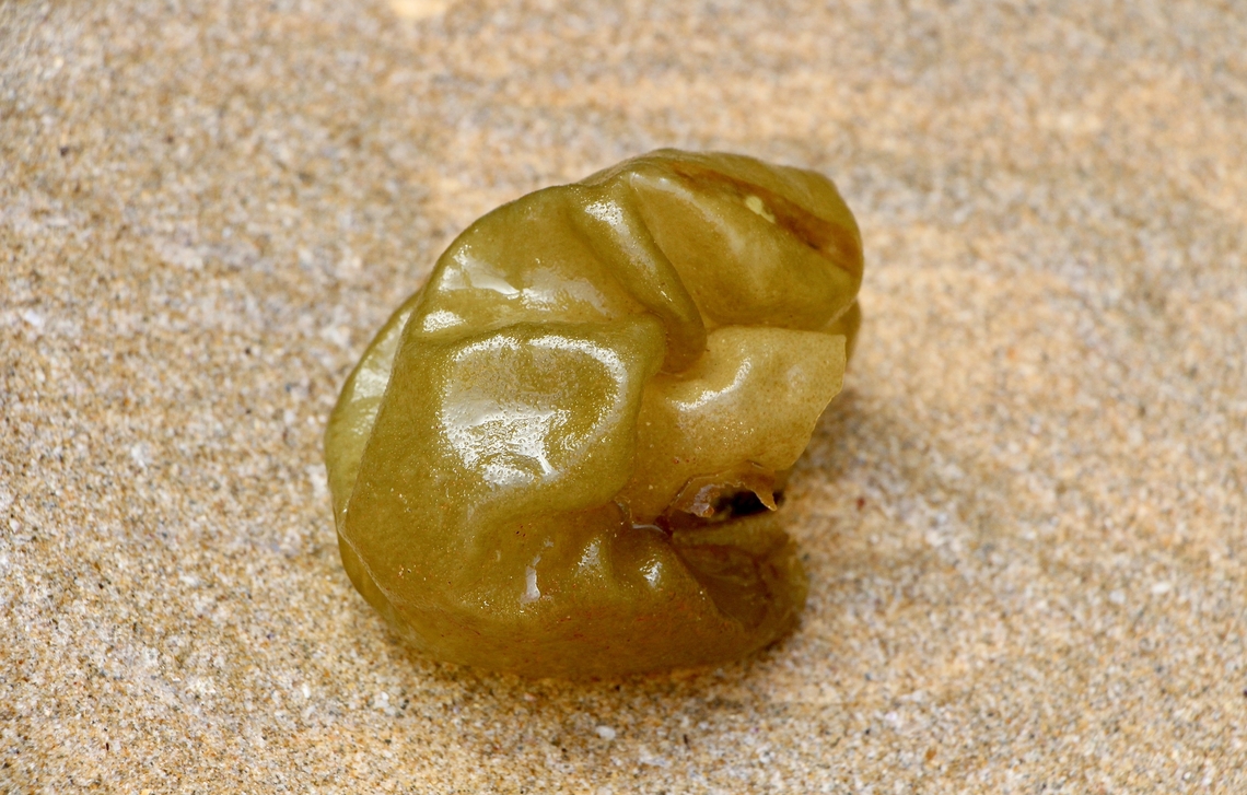 Oyster-Thief - Colpomenia peregrina Washed up on the beach.<br />
Distribution: Widely distributed in temperate seas.<br />
Found generally along southern Australia, at least from Albany to Heron I., Qld (Clayton 1979, p. 2) and around Tasmania, usually in the lower eulittoral or upper sublittoral regions.<br />
<a href="http://www.sa.gov.au/" rel="nofollow">http://www.sa.gov.au/</a> Australia,Colpomenia peregrina,Eamw seaweed,Geotagged,Oyster Thief,Winter