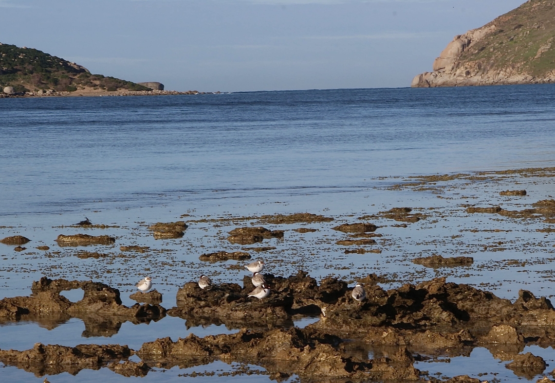 Hooded Plovers- Thinornis cucullatus Hooded Plovers gather at Encounter Bay South Australia alwise in July and hopefully will have a successful breeding season. Australia,Eamw landscapes,Geotagged,Hooded dotterel,Thinornis cucullatus,Winter