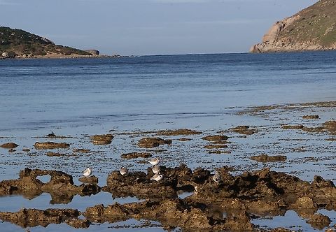 Hooded Plovers- Thinornis cucullatus Hooded Plovers gather at Encounter Bay South Australia alwise in July and hopefully will have a successful breeding season. Australia,Eamw landscapes,Geotagged,Hooded dotterel,Thinornis cucullatus,Winter