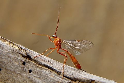 Ichneumon wasp , Genus- Netelia Attracted to UV light Australia,Eamw wasps,Geotagged,Winter