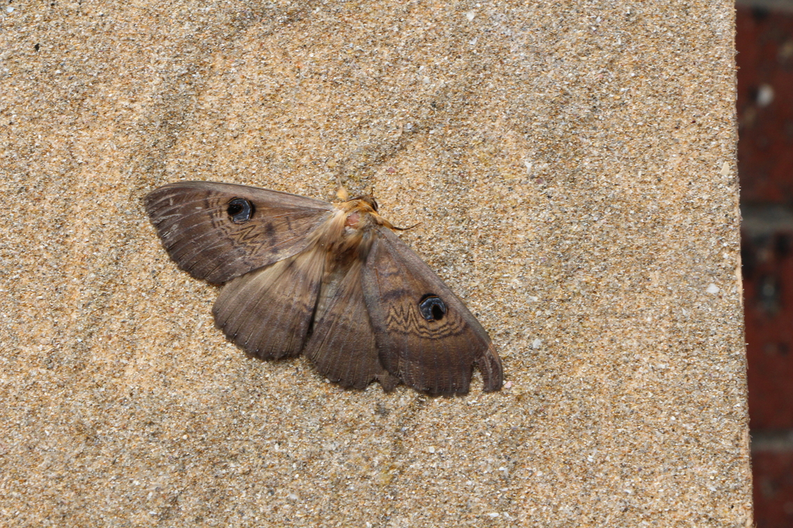 Southern Old Lady Moth - Dasypodia selenophora Attracted to UV light  Australia,Dasypodia,Dasypodia selenophora,Eamw moth,Encounter Bay SA,Geotagged,Southern Old Lady Moth,Winter