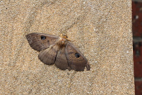 Southern Old Lady Moth - Dasypodia selenophora Attracted to UV light  Australia,Dasypodia,Dasypodia selenophora,Eamw moth,Encounter Bay SA,Geotagged,Southern Old Lady Moth,Winter