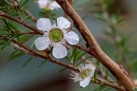 Prickly tea-tree - Leptospermum continentale  Australia,Eamw flora,Geotagged,Leptospermum continentale,Prickly tea-tree,Winter