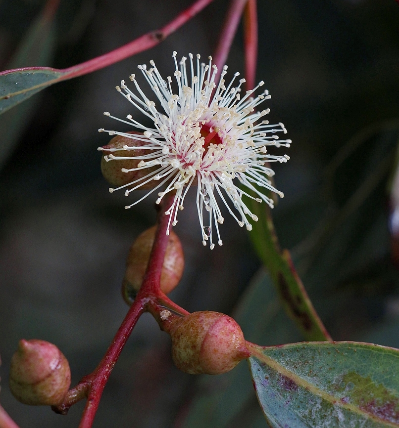 Cup gum - Eucalyptus cosmophylla  Australia,Cup gum,Eamw flora,Eucalyptus cosmophylla,Geotagged,Winter