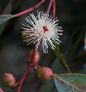 Cup gum - Eucalyptus cosmophylla Australia,Cup gum,Eamw flora,Eucalyptus cosmophylla,Geotagged,Winter