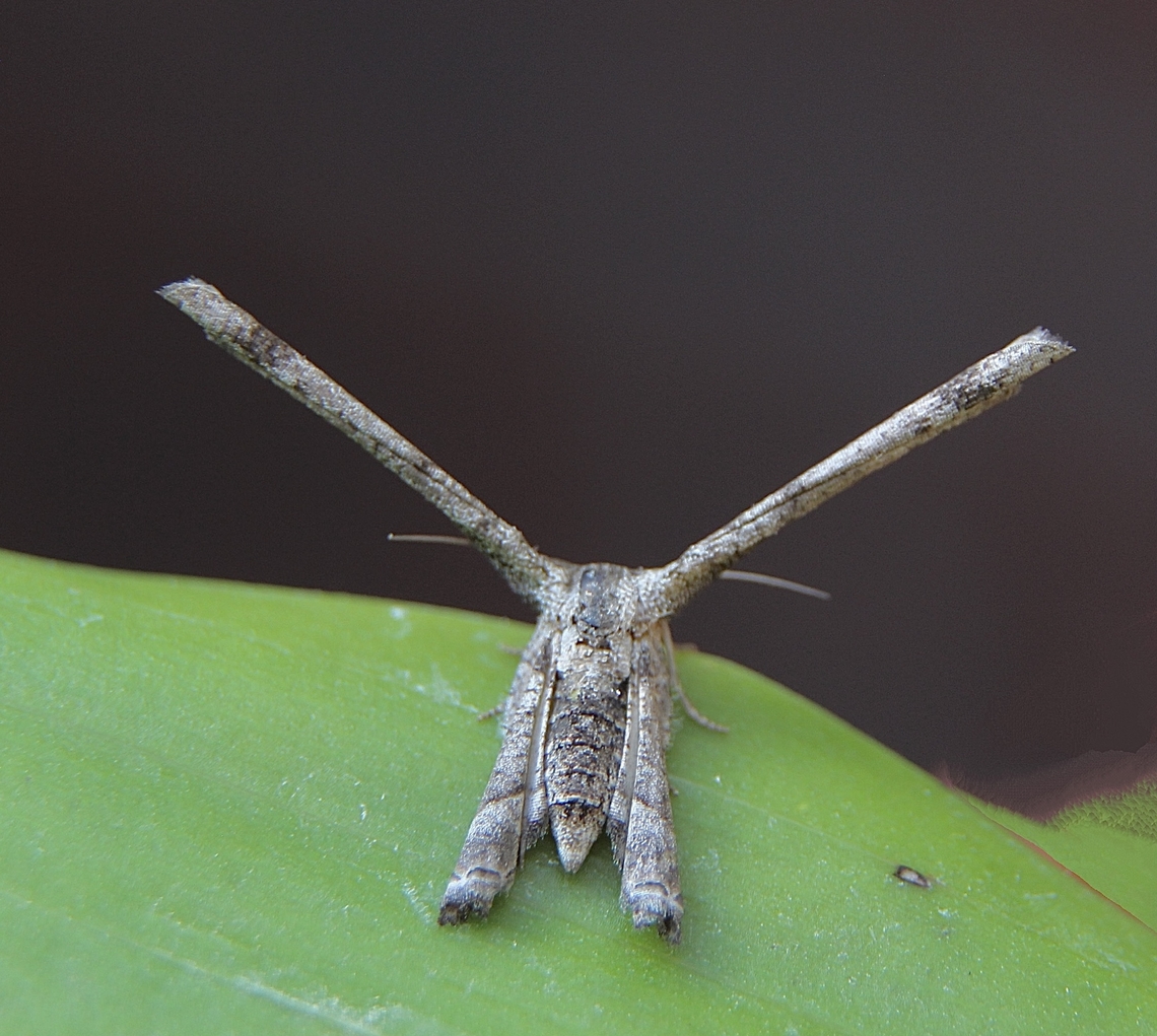 Phazaca interrupta After a short while the moth rolled its wings  up like newspapers. Aug 2024,Australia ew,Eamw moth,Encounter Bay SA,Phazaca ew,Phazaca interrupta,SA AUST,adult moth