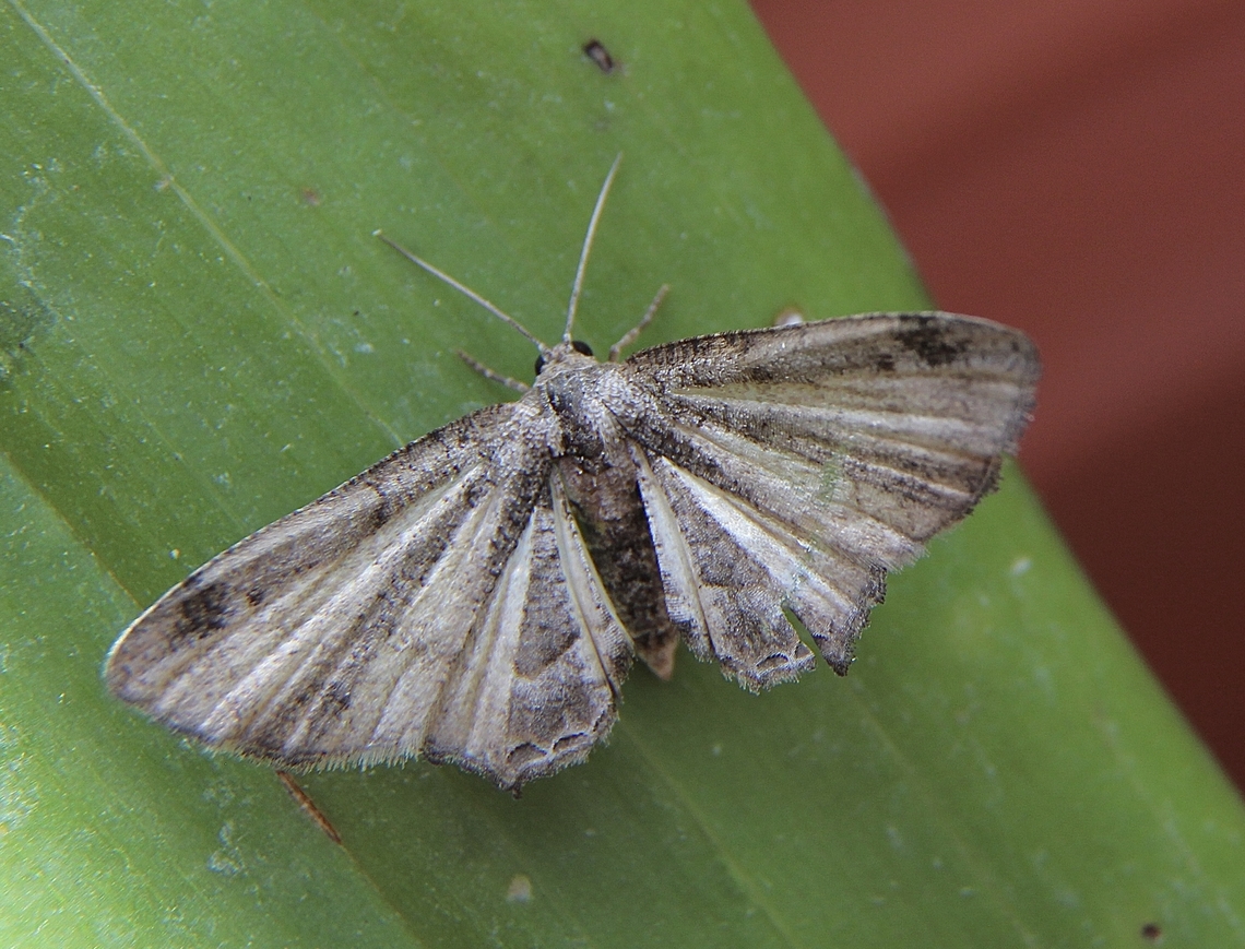 Phazaca interrupta Moth with wings open  Australia,Eamw moth,Geotagged,Phazaca ew,Phazaca interrupta,Winter