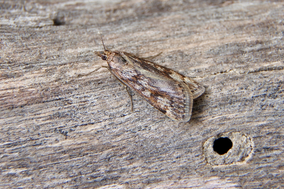 Cotton Web Spinner - Achyra affinitalis Attracted to UV light Achyra affinitalis,Achyra ew,Australia,Cotton Web Spinner,Eamw moth,Encounter Bay SA,Geotagged,UVL,Winter