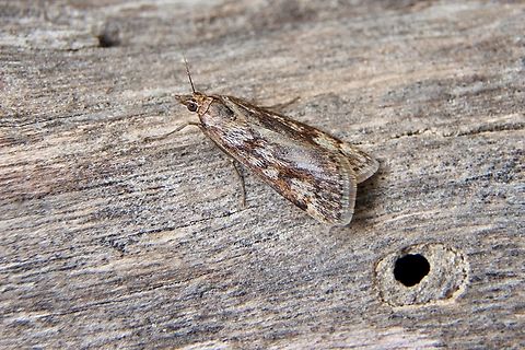 Cotton Web Spinner - Achyra affinitalis Attracted to UV light Achyra affinitalis,Achyra ew,Australia,Cotton Web Spinner,Eamw moth,Encounter Bay SA,Geotagged,UVL,Winter