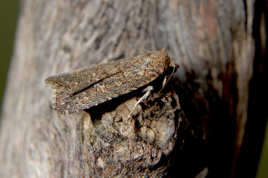 Hypoperigea tonsa Attracted to UV light. Australia,Eamw moth,Geotagged,Hypoperigea,Hypoperigea tonsa,Winter