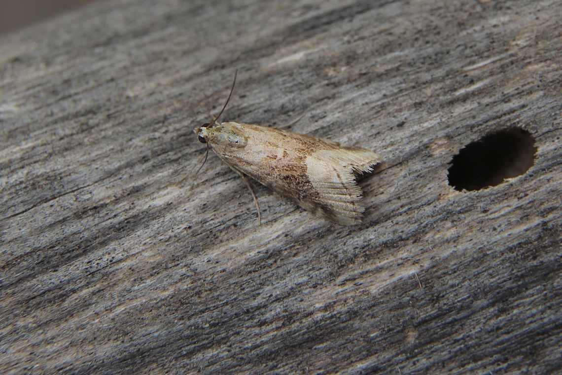 Cabbage Centre Grub - Hellula hydralis  Australia,Cabbage Centre Grub,Eamw moth,Geotagged,Hellula ew,Hellula hydralis,Winter