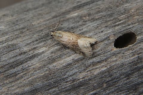 Cabbage Centre Grub - Hellula hydralis  Australia,Cabbage Centre Grub,Eamw moth,Geotagged,Hellula ew,Hellula hydralis,Winter