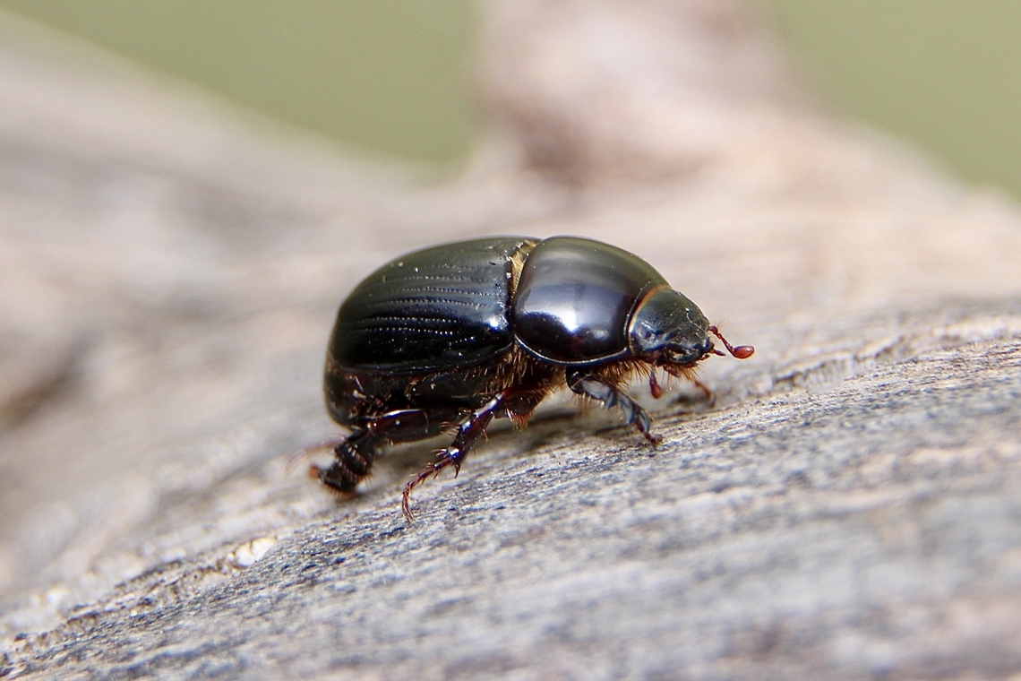 African black beetle - Heteronychus arator Attracted to UV light. Australia,Eamw beetles,Geotagged,Heteronychus arator,Winter