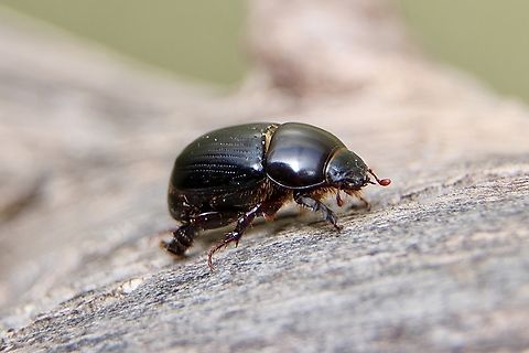 African black beetle - Heteronychus arator Attracted to UV light. Australia,Eamw beetles,Geotagged,Heteronychus arator,Winter