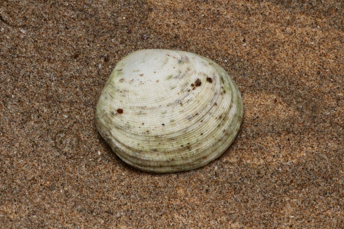 Pseudarcopagia decora Found washed up on the beach. Australia,Geotagged,Pseudarcopagia decora,Winter,eamw marine invertebrates