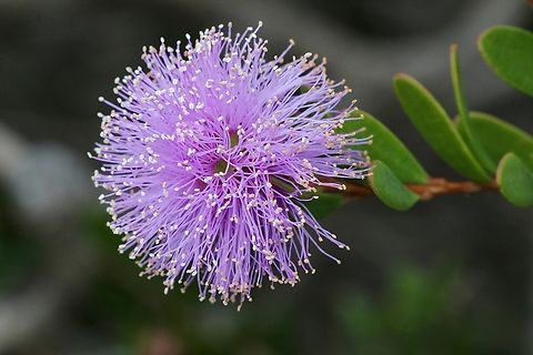 Showy Honey-Myrtle - Melaleuca nesophila Australia,Eamw flora,Geotagged,Melaleuca nesophila,Showy honey-myrtle,Spring