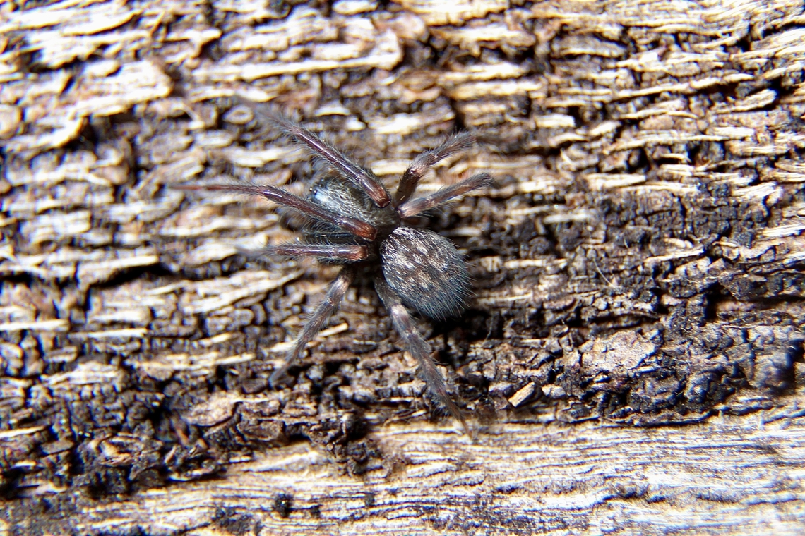 Grey House Spider - Badumna longinqua Found under eucalyptus trees Barack. Australia,Badumna longinqua,Eamw spiders,Geotagged,Winter