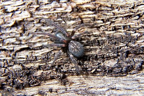 Grey House Spider - Badumna longinqua Found under eucalyptus trees Barack. Australia,Badumna longinqua,Eamw spiders,Geotagged,Winter
