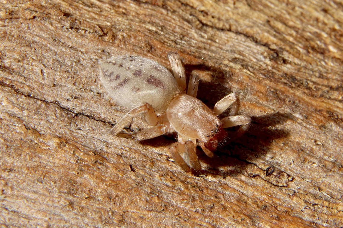 Stout sac spider - Clubiona robusta Found under eucalyptus trees bark. Australia,Clubiona robusta,Eamw spiders,Geotagged,Stout sac spider,Winter