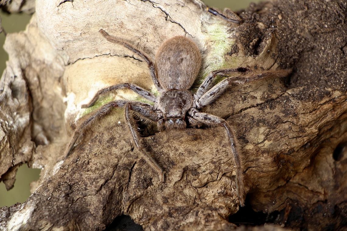 Isopeda leishmanni Found under eucalyptus trees Bark. Australia,Eamw spiders,Eamw spiders huntsman,Geotagged,Isopeda leishmanni,Isopeda prolata,Winter