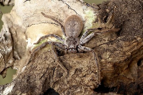 Isopeda leishmanni Found under eucalyptus trees Bark. Australia,Eamw spiders,Eamw spiders huntsman,Geotagged,Isopeda leishmanni,Isopeda prolata,Winter