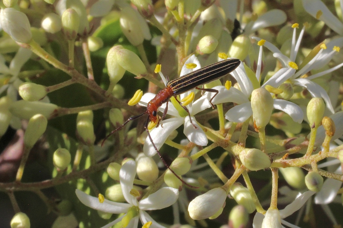 Syllitus rectus  Australia,Eamw beetles,Geotagged,Spring,Syllitus rectus