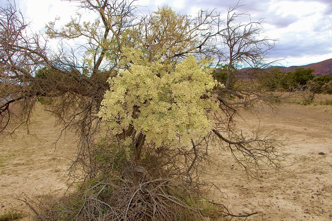 Bardi bush - Acaciae victoriae Fighting to stay alive . Acacia victoriae,Australia,Eamw flora,Geotagged,Spring