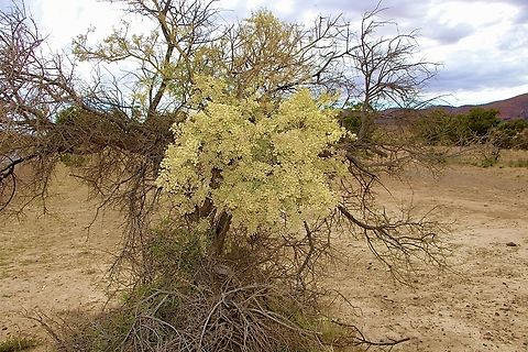 Bardi bush - Acaciae victoriae Fighting to stay alive . Acacia victoriae,Australia,Eamw flora,Geotagged,Spring