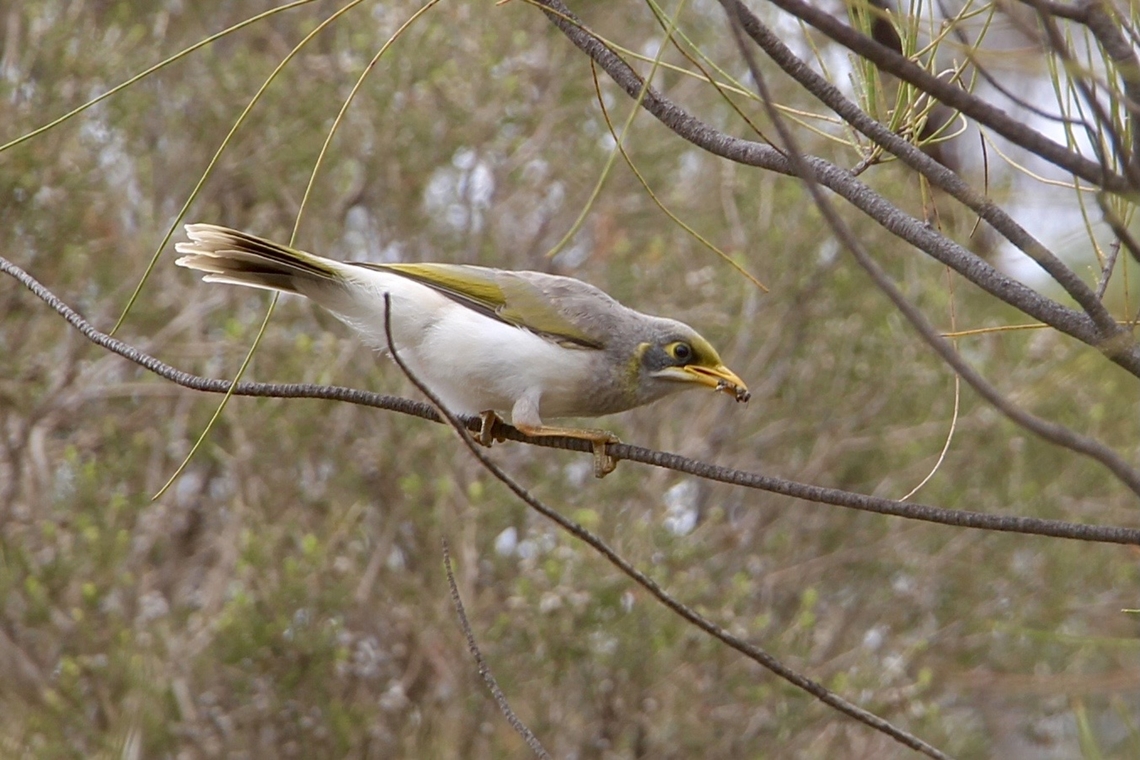 Yellow-throated Miner - Manorina flavigula  Australia,Eamw birds,Eamw honeyeaters,Geotagged,Manorina flavigula,Spring,Yellow-throated miner