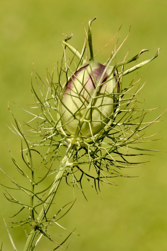 Love-in-a-Mist - Nigella damascena Introduced in Australia Australia,Eamw flora,Geotagged,Love-in-a-mist,Nigella damascena,Spring
