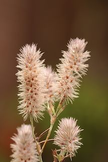 Hare's Foot Clover - Trifolium arvense Introduced in Australia  Australia,Eamw flora,Eamw grasses,Geotagged,Rabbit-foot clover,Spring,Trifolium arvense
