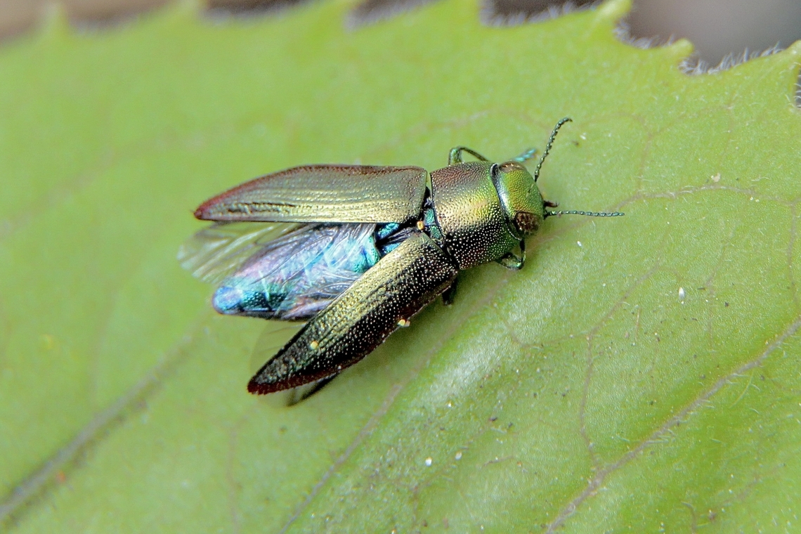 Genus - Melobasis occidentalis Found feeding on pollen . Beetle size 6 mm Australia,Eamw beetles,Geotagged,Melobasis occidentalis,Winter