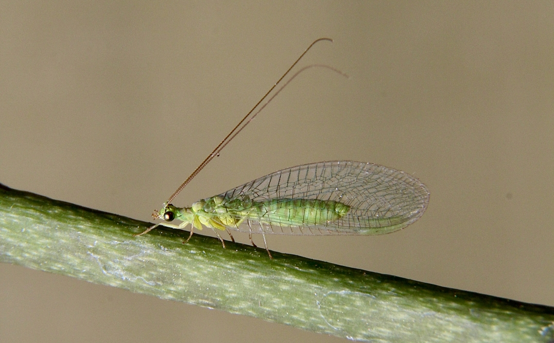 Green lacewing - Mallada signatus Attracted to UVl light.<br />
Identified by INaturalist. Australia,Eamw lacewings,Geotagged,Mallada signatus,Winter