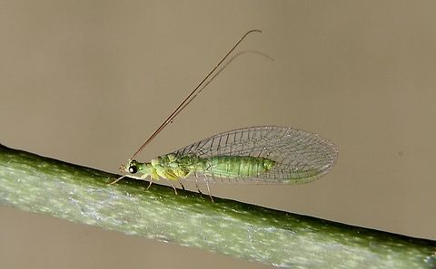 Green lacewing - Mallada signatus Attracted to UVl light.
Identified by INaturalist. Australia,Eamw lacewings,Geotagged,Mallada signatus,Winter
